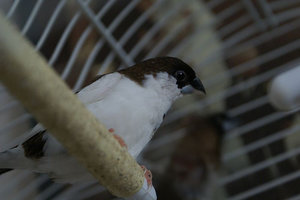 Vogel plaatjes Japanse meeuwtjes 