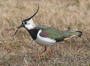 Vogel plaatjes Kievit 