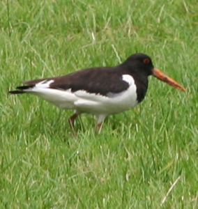 Vogel plaatjes Kievit 