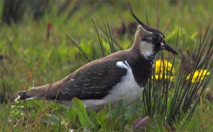 Vogel plaatjes Kievit Kievit