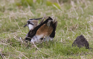 Vogel plaatjes Kievit 