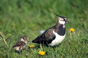 Vogel plaatjes Kievit 