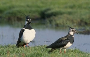 Vogel plaatjes Kievit 