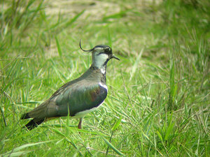 Vogel plaatjes Kievit 