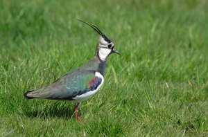 Vogel plaatjes Kievit 