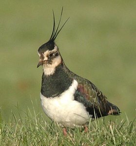 Vogel plaatjes Kievit 