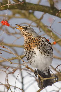 Vogel plaatjes Kramsvogel 