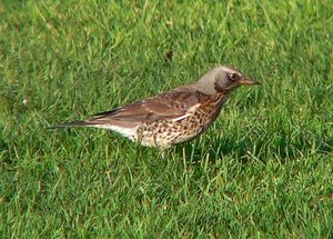 Vogel plaatjes Kramsvogel 