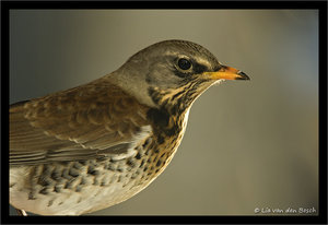 Vogel plaatjes Kramsvogel 