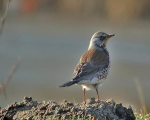 Vogel plaatjes Kramsvogel 