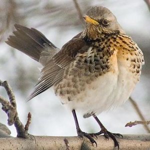 Vogel plaatjes Kramsvogel 