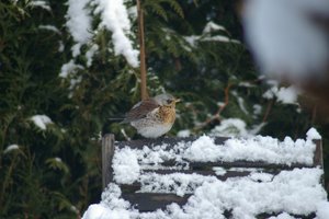 Vogel plaatjes Kramsvogel 