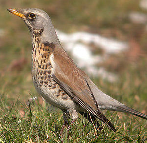 Vogel plaatjes Kramsvogel 