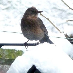 Vogel plaatjes Kramsvogel 