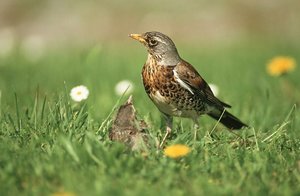 Vogel plaatjes Kramsvogel 