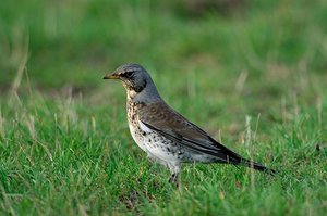 Vogel plaatjes Kramsvogel 