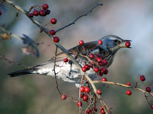 Vogel plaatjes Kramsvogel 