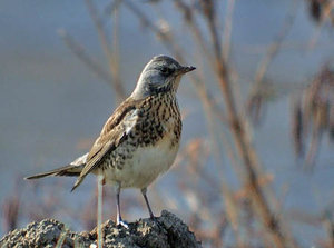 Vogel plaatjes Kramsvogel 