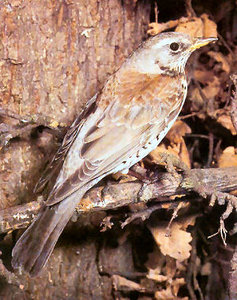 Vogel plaatjes Kramsvogel 