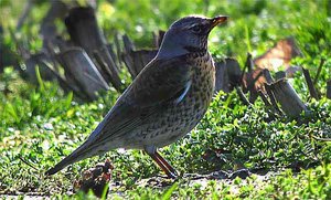 Vogel plaatjes Kramsvogel 