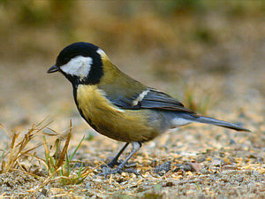 Vogel plaatjes Mees 