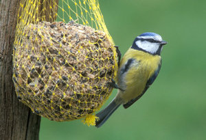 Vogel plaatjes Mees 