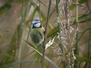 Vogel plaatjes Mees 