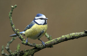 Vogel plaatjes Mees 