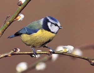 Vogel plaatjes Mees 