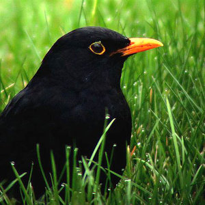 Vogel plaatjes Merel 