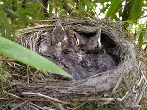 Vogel plaatjes Merel 