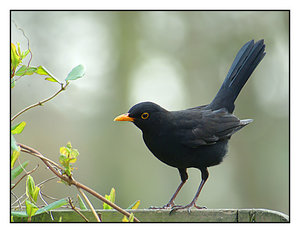 Vogel plaatjes Merel 