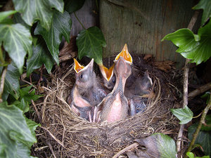 Vogel plaatjes Merel 