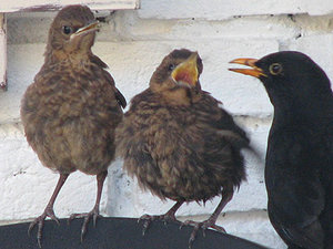 Vogel plaatjes Merel 