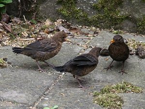 Vogel plaatjes Merel 