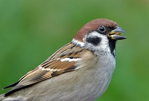 Vogel plaatjes Merel 