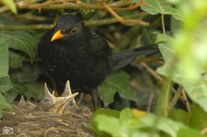 Vogel plaatjes Merel 