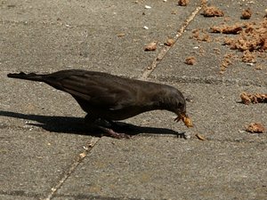 Vogel plaatjes Merel 