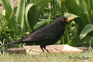 Vogel plaatjes Merel 