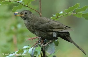 Vogel plaatjes Merel 