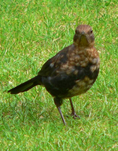 Vogel plaatjes Merel 