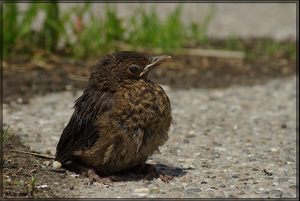 Vogel plaatjes Merel 