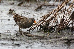 Vogel plaatjes Oosterse tortel 