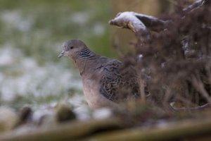 Vogel plaatjes Oosterse tortel 