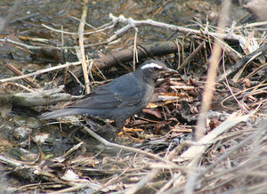 Vogel plaatjes Oosterse tortel 