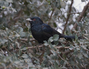 Vogel plaatjes Oosterse tortel 