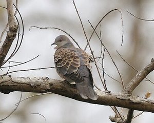 Vogel plaatjes Oosterse tortel 