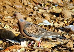 Vogel plaatjes Oosterse tortel 