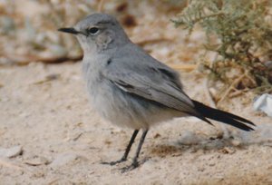 Vogel plaatjes Oosterse tortel 