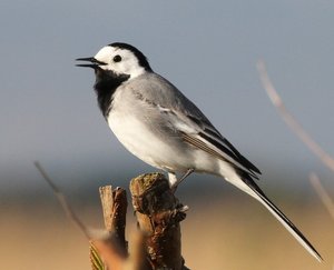 Vogel plaatjes Oosterse tortel 